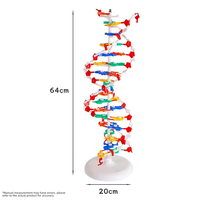 Grand modèle de structure en double hélice d'ADN en plastique Démonstration de paires de bases dans l'enseignement des sciences biologiques