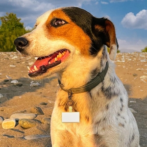 Cá nhân Silicone Vòng cổ Pet tag chống mất tag Pet ID tag Laser khắc mô hình động vật huỳnh quang màu vàng Sash chuông nhỏ - Product Image 1