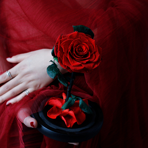 Rosas Eternas al por Mayor para Navidad y San Valentín con Tallo, Flor Preservada, Rosas Naturales Reales Conservadas en Cúpula de Cristal - Product Image 4