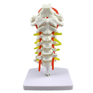 Modelo de Enseñanza Médico de Columna Cervical Humana con Arteria Carótida y Disco Occipital <span class=keywords><strong>Posterior</strong></span>, Modelo de Enseñanza de Articulaciones Humanas - Product Image 1
