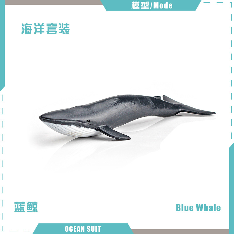 บีแอล-5051 บลูเวล 12 กรัม