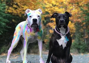 Barra de Tinte Portátil <span class=keywords><strong>para</strong></span> Mascotas, de Venta Caliente, con Diseño de Dibujos Animados, Fórmula No Tóxica, Fácil de Lavar, Sin Residuos, <span class=keywords><strong>para</strong></span> el Cuidado de Mascotas - Product Image 4