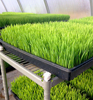 Agriculture pépinière plantation d'herbe de blé microgreen plateau hydroponique 1020 plantes culture de semis plateaux