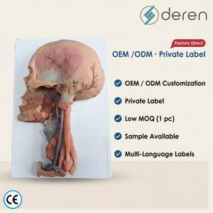 Modello Anatomico Premium a Grandezza Naturale di Testa e Collo con Vasi Sanguigni e Nervi per l'Insegnamento nelle Scuole Mediche e lo Studio Clinico - Product Image 1