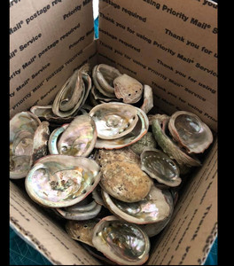 GGN-Concha de Abalón Triturada de Color Natural para Decoración del Hogar, Concha de Tritón, Corona de Reina del Océano, Abalón Crudo, Concha de Mar, - Product Image 5