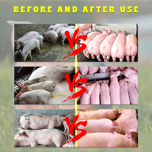 Phụ gia Thức ăn cho lợn nhanh chóng vỗ béo tăng cân xuất khẩu Thức ăn cho lợn nổi tăng trưởng thức ăn bổ sung cho heo con - Product Image 3