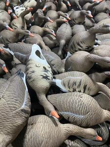 HDPE ed EVA in plastica a chiazze ventre <span class=keywords><strong>oca</strong></span> dalla fronte <span class=keywords><strong>bianca</strong></span>, esche per cacciatori di esche per il miglior prezzo - Product Image 6