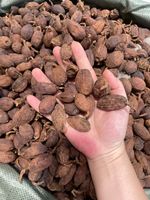 Amomum Tsaoko Zwarte Kardemom Cao Guo Gedroogd Fruit AD Verwerkt Groothandel Kruiden Voedsel Kruiding 25Kg