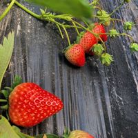 Fraise