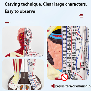 60 सेमी पुरुष और महिला आधा त्वचा और आधा हड्डी एक्यूपंक्चर और मोक्सीबुशन एनाटोकल मॉडल - Product Image 6