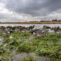 Leurres de Chasse Silhouette Wigeon Ultraréalistes Anti-Rayures, Légers et Recyclables – Vente en Gros Usine
