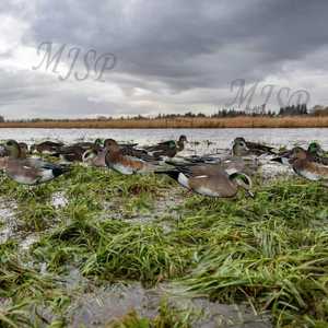 Nhà Máy Bán buôn sống động như thật unti-scratch Ánh sáng trọng lượng Silhouette wigeon có thể tái chế Silhouette decoys vịt mồi săn mồi - Product Image 5