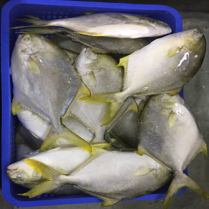 Frozen whole gold round Pompano <strong>Trachinotus</strong> <strong>Ovatus</strong> for sale - Product Image 3