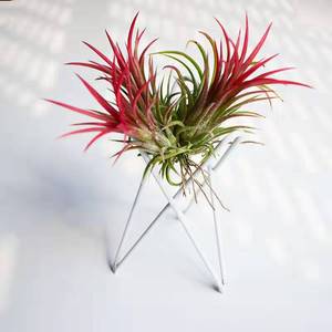 Support Simple de fil de fer en fer, support de <span class=keywords><strong>plante</strong></span> à air, thnsia, bon marché - Product Image 3