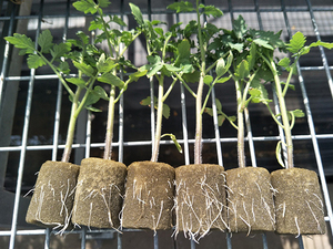 Cubos de Espuma Fenólica Ligera para Cultivo Hidropónico con Alto Espacio de Poros, Raíces sin Tierra para Plantas de Hierbas, Tamaño Pequeño - Product Image 5