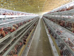 Ferme avicole la plus vendue du fabricant Cage de type A à 3/4 couches Cage de poulet automatique pour œufs de poulet Cage de poulet à couches