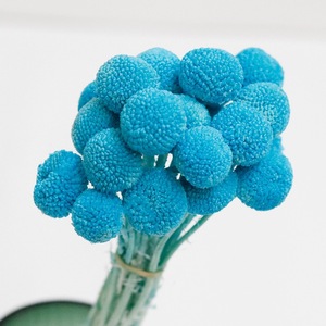 <span class=keywords><strong>Flores</strong></span> Secas <span class=keywords><strong>de</strong></span> Craspedia Billy Balls, Decoración Duradera para el Hogar, Oficina, Bodas y Eventos - Product Image 5