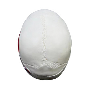 Mini modelo de cráneo blanco 1/2 con puntos de anclaje muscular - Herramienta educativa de anatomía - Product Image 5