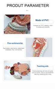 Modèle anatomique médical avancé des organes humains, parties de l'intestin, équipement éducatif pour l'étude du système digestif - Product Image 4