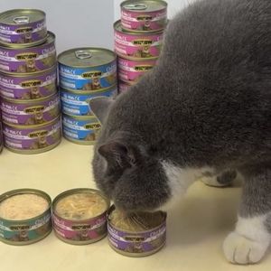 Aliment humide en <span class=keywords><strong>mousse</strong></span> de poulet riche en nutriments du fabricant OEM 100g pour chiens et chats Ingrédients naturels Snack pour animaux de compagnie - Product Image 5