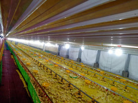 Offre Spéciale élevage de poulets volailles produits ce pour le marché indien