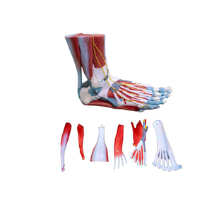 Modelo de pie muscular <span class=keywords><strong>humano</strong></span> de tamaño real (7 piezas) Modelo de biología de <span class=keywords><strong>esqueleto</strong></span> modelo de <span class=keywords><strong>esqueleto</strong></span> de hueso <span class=keywords><strong>humano</strong></span> - Product Image 3
