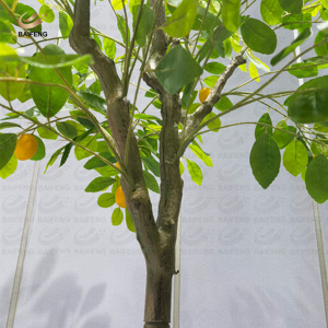 Nhà Máy Trực Tiếp Nhân Tạo Cây Cây Cây Chanh Với Trái Cây Đồ Trang Trí Nhà Máy Nhân Tạo Cho Trong Nhà Ngoài Trời Trang Trí - Product Image 5