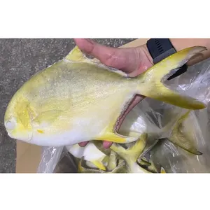 Exportación de China, pompano dorado congelado, pescado, pompano dorado congelado, 600-800g, 300g, 600800G, en suministro