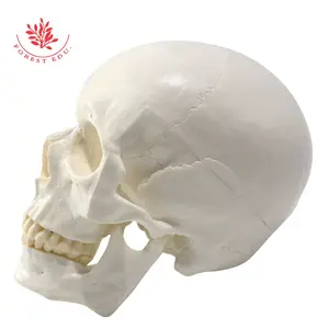 FRT019 Menselijke Schedel Model Levensgrote Pvc Hoofd Bone Met 3 Verwisselbare Tanden Voor Onderwijs Medische Anatomische Schedel