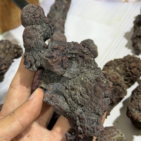 Coprolite de dinosaure naturelle, spécimen fossile authentique de fumier pour collection de minéraux et exposition à domicile