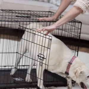 สัตว์เลี้ยงกลางแจ้งสุนัข Kennel House อุ่น Big Heavy Duty <span class=keywords><strong>Dog</strong></span> Kennel กรงสุนัขยกลัง - Product Image 6