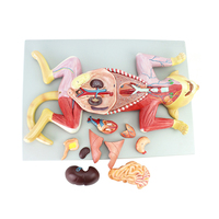 Modèle d'anatomie de chat grandeur nature 10 pièces Muscles et organes internes d'animaux modèle 3D enseignement de la biologie médicale féline