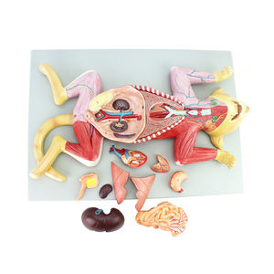 Modèle d'anatomie de chat grandeur nature 10 pièces Muscles et organes internes d'animaux modèle 3D enseignement de <span class=keywords><strong>la</strong></span> biologie médicale féline - Product Image 2