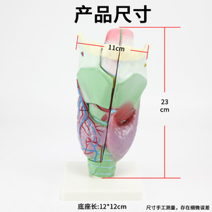 Modèle anatomique du larynx (larynx agrandi), cavité laryngopharyngée, otolaryngologie, équipement expérimental biologique - Product Image 5