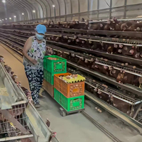 Cage à poules pondeuses de type A à 3 ou 4 niveaux, galvanisée, pour 96, 128, 160, 120 oiseaux, cage en batterie pour poules pondeuses, équipement d'élevage