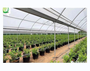 Serre de plantation multi-voûtes en film plastique pour la culture de raisin et de myrtilles, tunnel de culture, abri contre la pluie - Product Image 1