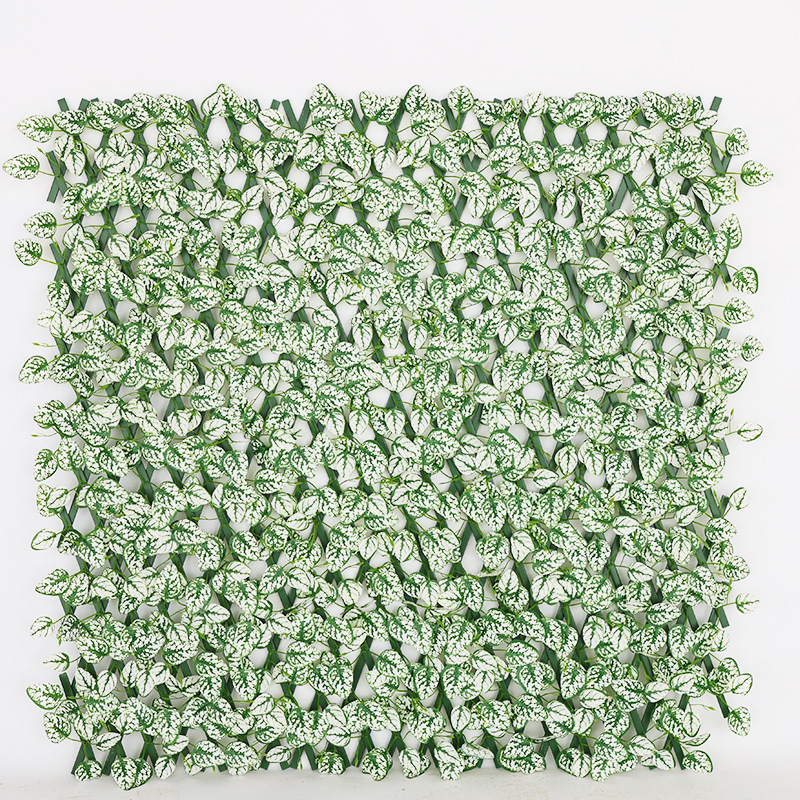 ใบถั่วลิสงขาว