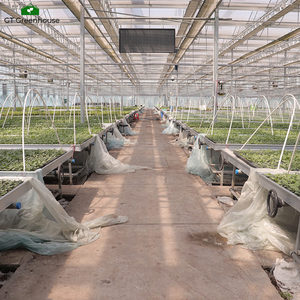 Banco rodante galvanizado con malla <span class=keywords><strong>de</strong></span> alambre para cultivo <span class=keywords><strong>de</strong></span> plántulas en invernadero GT - Product Image 2