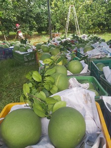 Pamplemousse vert frais, peau verte, chair rose, exporté vers les États-Unis et l'Europe - Linda Whatsap 0084989322607 - Product Image 5