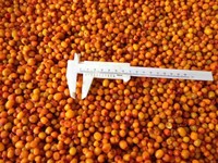 Oem/Odm Hoge Kwaliteit Hot Sell China Fabriek Bevroren Fruit Voedsel Voor Groothandel En Retail Iqf Frozen Duindoorn Hele Haccp Brc