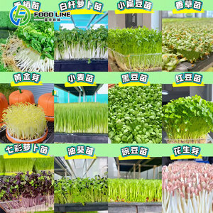 Système d'élevage de champignons : Conteneur de culture de champignons <span class=keywords><strong>20</strong></span>/40 pieds, culture verticale, salle de culture de champignons en intérieur - Product Image 1