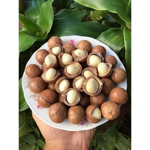 OEM ODM Roasted Macadamia with Shell Crunchy Snack Ready to Eat Custom Branding Wholesale Deal From Vietnam - Product Image 4