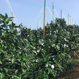 Bán Buôn Giá Rẻ Giá 8gsm Nhựa Nets 2M * 20M 20Cm * 20Cm Lưới Bền Cà Chua Leo Núi Trellis <span class=keywords><strong>Net</strong></span> Hạt Đậu <span class=keywords><strong>Net</strong></span> - Product Image 6