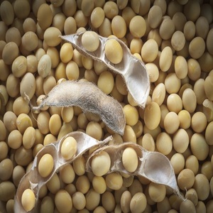 <span class=keywords><strong>Soja</strong></span> cru sans additif naturel pur vert frais à vendre - Product Image 6