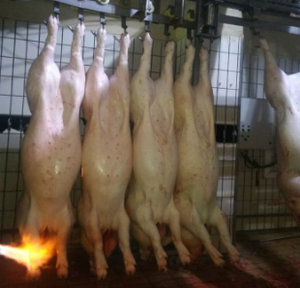 Équipement d'abattoir de cochon, machine d'abattoir de cochon/équipement de boucherie de la viande de <span class=keywords><strong>porc</strong></span> de <span class=keywords><strong>chine</strong></span> - Product Image 5
