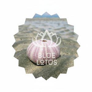 MEJOR PRECIO Blue Lotus 2025 Premium Urchin Seashell Natural Ocean Decor para exhibición de Acuario y regalo - Product Image 1