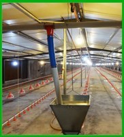 Chica de <span class=keywords><strong>precio</strong></span> bajo de alta calidad de aves de corral automática sistema de alimentación de pollo pan alimentador - Product Image 3