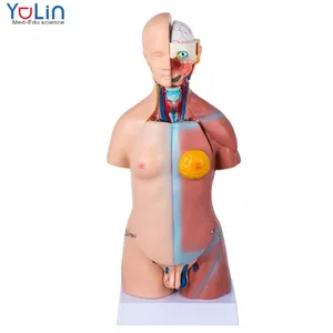 मानव शरीर मॉडल 23 भागों के लिए जीवन आकार मानव शरीर रचना विज्ञान यूनिसेक्स मानव धड़ मॉडल मेडिकल छात्रों विज्ञान सीखने