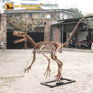 Modè<span class=keywords><strong>le</strong></span> de squelette d'Eoraptor du musée d'<span class=keywords><strong>histoire</strong></span> naturelle MY Dino DS059 - Product Image 5