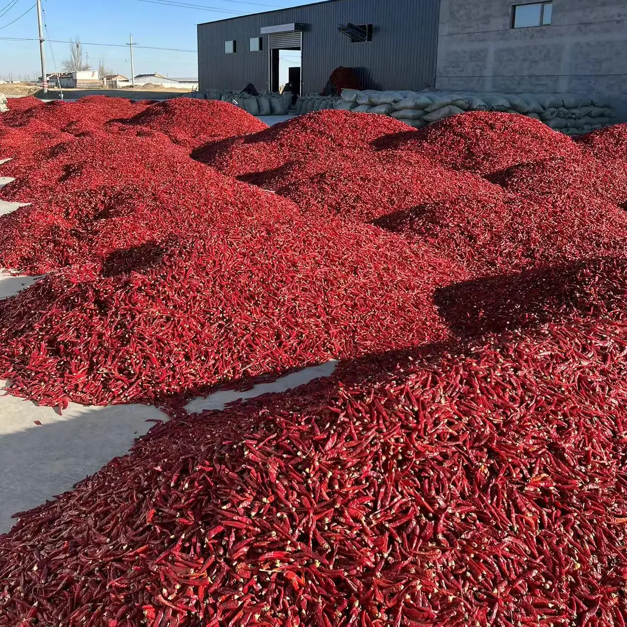 Proses pengeringan cabai merah panas cabai merah cabe merah kering